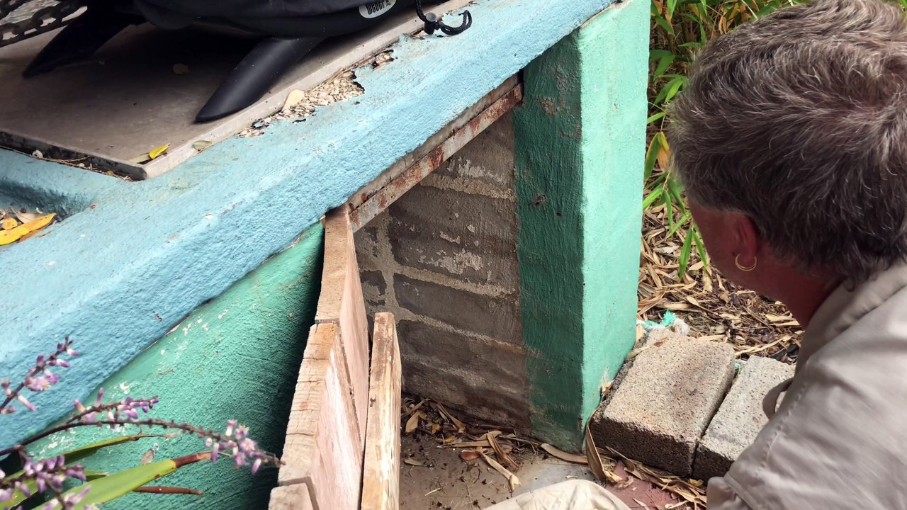 Snake Catchers Adelaide Capture Brown Snake