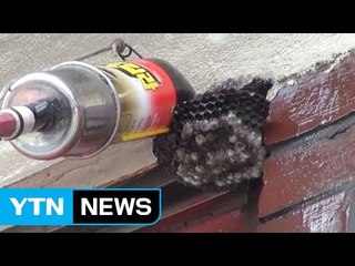 "벌집 좀 떼 주세요" 무더위에 119 신고 '급증' / YTN