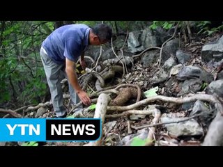 울산 재약산에서 3백 년 최고령 등칡 발견 / YTN