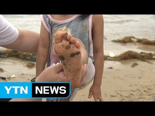 충남 태안 해수욕장에서 기름 덩어리 발견돼 / YTN