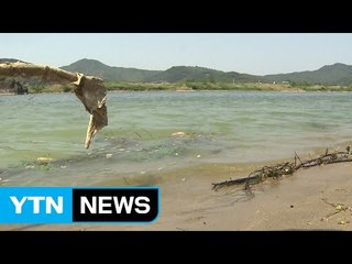 [대구] 낙동강 주변 지자체 녹조 전담 연구소 설치 건의 / YTN