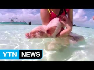 야생 돼지의 지상 낙원, 바하마 돼지섬 / YTN