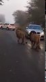 Lions Walking on Road-phoUR3XoAaI