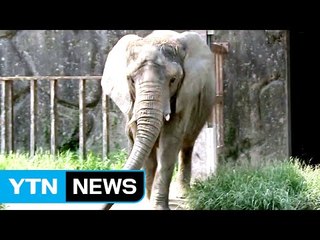동물원도 '고령화·저출산' 바람...동물이 사라진다! / YTN
