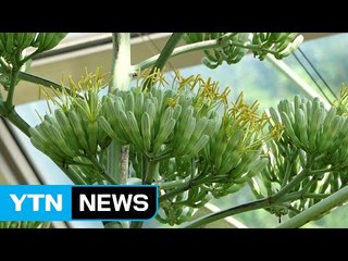 [영상] '세기의 꽃' 용설란 죽기 전 꽃망울 터뜨려 화제 / YTN