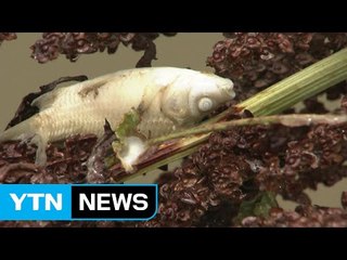 비만 오면 떼죽음?...뒷북 대책에 물고기 수난 / YTN