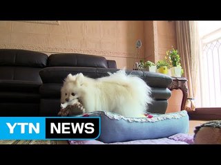 "반려동물은 가족"...관련 시장 5조 원대 급성장 / YTN