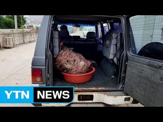 포획금지 기간 대게 잡은 어민 2명 검거 / YTN