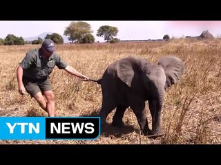 "코끼리를 사수하라!" 5백 마리 이송 대작전 / YTN