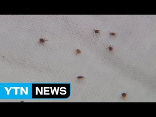 이른 폭염 탓 진드기 기승...치사율 높은 SFTS 감염 주의 / YTN