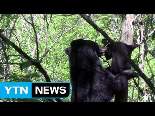 활동 넓어진 반달곰...보호 체계 보완해야 / YTN