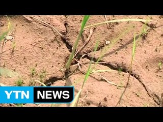 北도 가뭄 피해 극심..."총결사전 나서자" / YTN