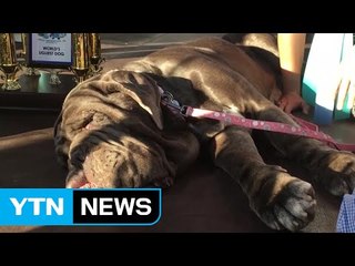 세계에서 가장 못생긴 개는 '나야 나' / YTN