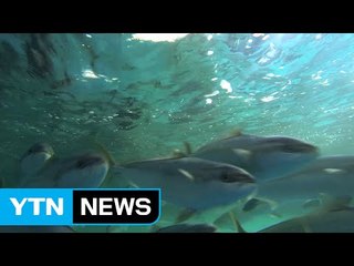 고급횟감 '방어', 대량생산 시대 열린다 / YTN