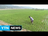 최악의 가뭄 충남 서북부...적은 비에 농민들 '허탈' / YTN