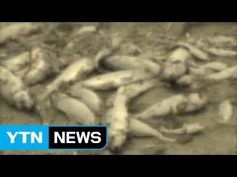 가뭄에 물고기 무덤으로 변한 하천 / YTN