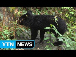 지리산 반달가슴곰, 경북 김천까지 이동 / YTN