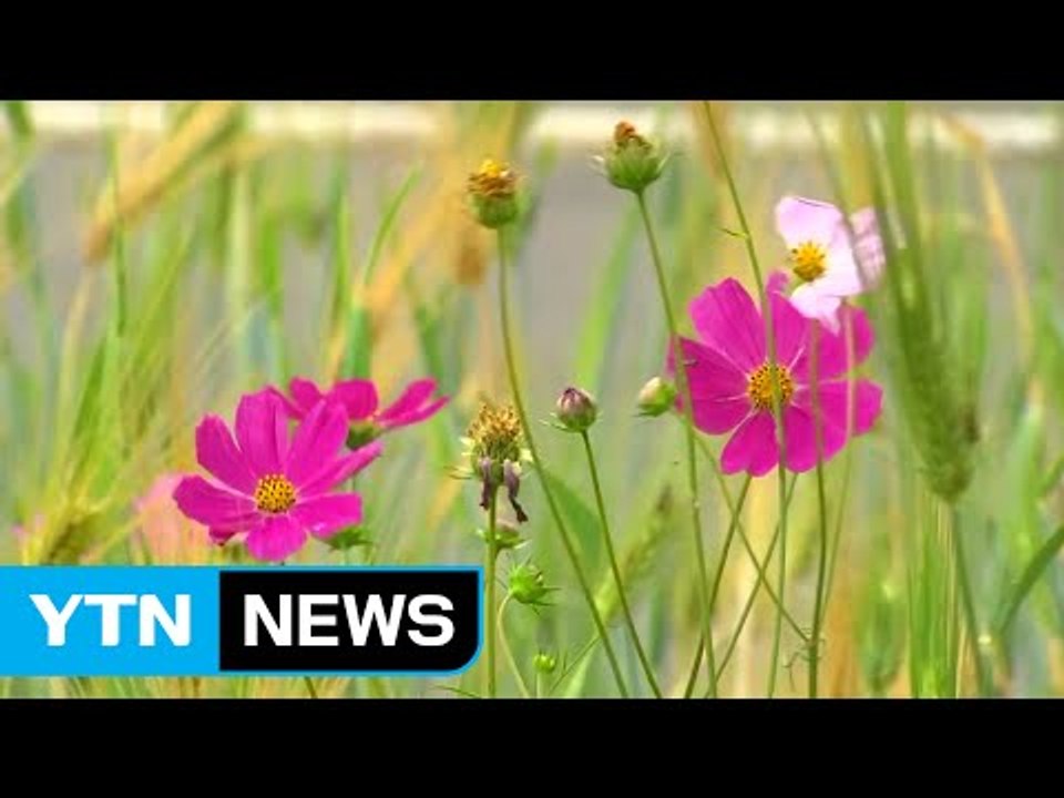 [날씨] 내일 '하지' 폭염, 서울 32℃...일부 소나기 / YTN