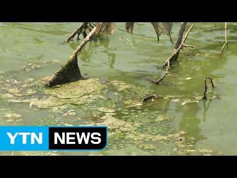낙동강 녹조 확산...수돗물 안전 우려 / YTN