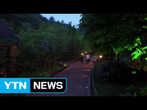 [영상] 숲 속에 펼쳐진 빛의 정원 / YTN