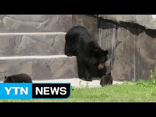 서울대공원 아기 반달가슴곰 2마리 19일 첫 공개 / YTN