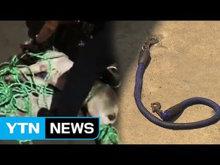 "주민 덮친 맹견 주인, 대문 잠금장치 안 하고 외출" / YTN