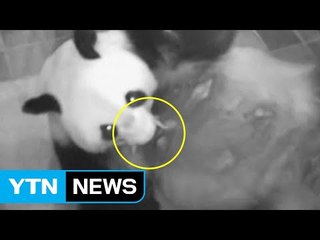 일본, 아기 판다 출산 경사...음식점 주가도 급등 / YTN