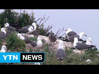온난화 영향...괭이갈매기 번식 빨라졌다 / YTN