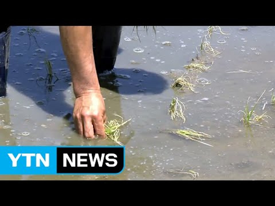 가뭄 장기화 농작물 피해 급증 / YTN