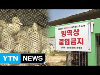 7개월째 이어지는 AI 고통...농민 고충만 가중 / YTN