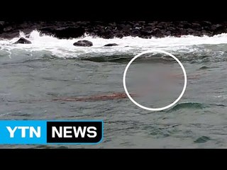 성산 일출봉 앞바다서 70대 숨진 채 발견 / YTN