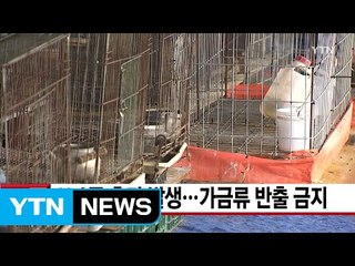 [YTN 실시간뉴스] AI 4곳 추가 발생...가금류 반출 금지 / YTN