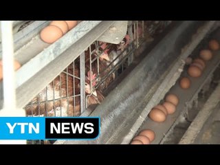 고병원성 AI 영남권도 덮쳐...방역 비상 / YTN