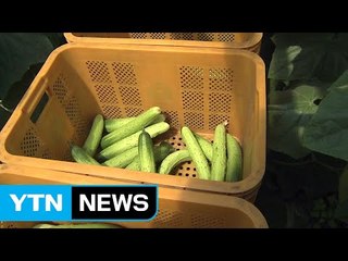 노지 채소 가뭄 직격탄...가격 오름세 / YTN