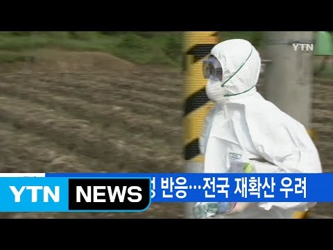 [YTN 실시간뉴스] 부산서도 AI 양성 반응...전국 재확산 우려 / YTN