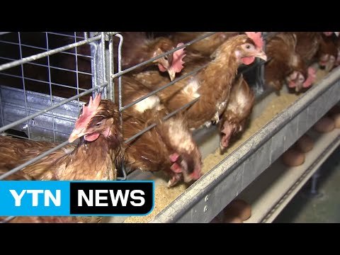 부산 기장군도 AI 양성 반응...전국 재확산 우려 / YTN