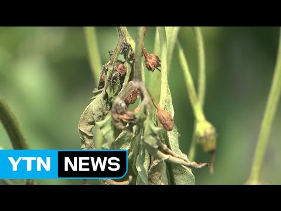 [경북] 경북, 가뭄대책 상황실 가동 / YTN