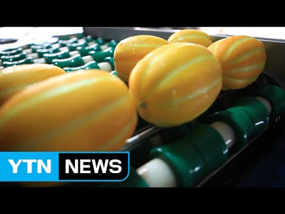 [경북] 성주 참외 유럽 첫 수출 / YTN