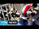 [기업] 우유의 날 맞아 내일 우유·치즈 축제 개막 / YTN