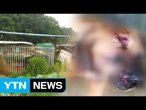 키우던 도사견에 물려 60대 여성 숨져 / YTN