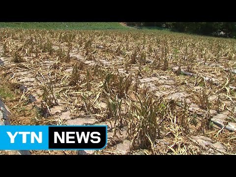 농작물 가뭄에 바짝 말라...충남 급수체계 조정 나서 / YTN