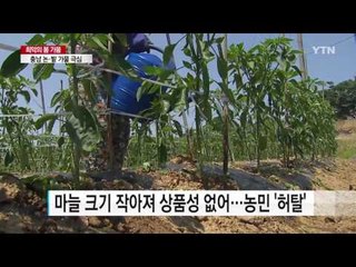 충남 논·밭 가뭄 극심...다음 달부터 급수체계 조정 / YTN