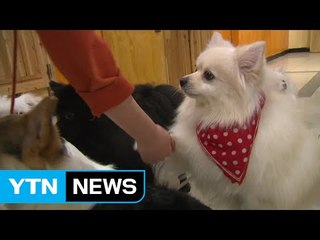 [대구] 반려동물 종합축제 '대구 펫쇼' 이번 주말 개막 / YTN