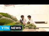 기후 조절 가능한 농작물 실험시설 첫 도입 / YTN