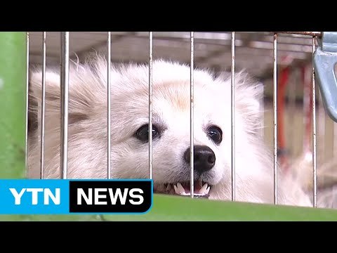 유기견 최초 '퍼스트 독' 관심 급증... 입양 신중해야 / YTN