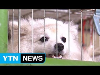 유기견 최초 '퍼스트 독' 관심 급증..."입양 신중해야" / YTN