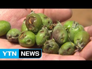 갑작스런 우박에 쑥대밭 된 사과·배 농가 / YTN