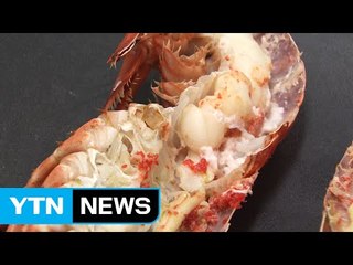 바닷가재 원산지 속여 5억 원 챙기다 구속 / YTN