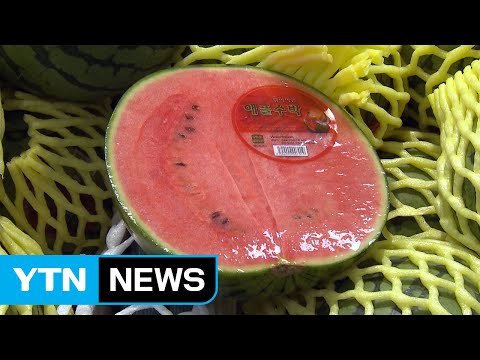 1~2인 가구 증가에 작은 '특화 수박' 인기 / YTN