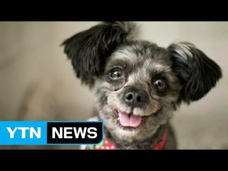 토리, 청와대 식구 된다...세계 최초 유기견 '퍼스트 독' / YTN